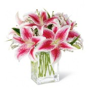 Lillies (2)