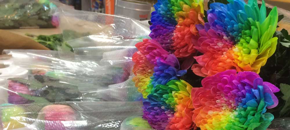 Rainbow Chrysanthemums now in store