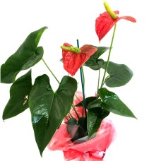 Anthurium