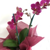 Orchids (3)