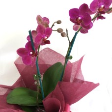 Pink Orchid