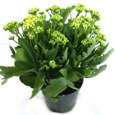 Kalanchoe - soft green